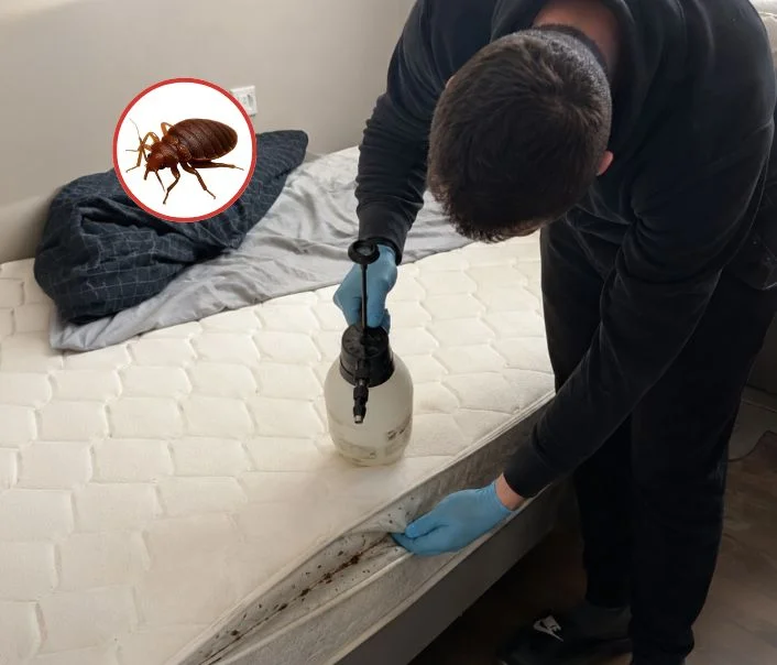 Technicien traitant un matelas contre les punaises de lit à Brie-Comte-Robert